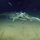 Illustration for article titled Creatures of the Deep Are Feeding on a Whale Carcass and You Can Watch It Livei/i